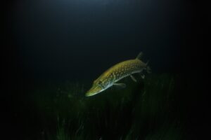 De snoek