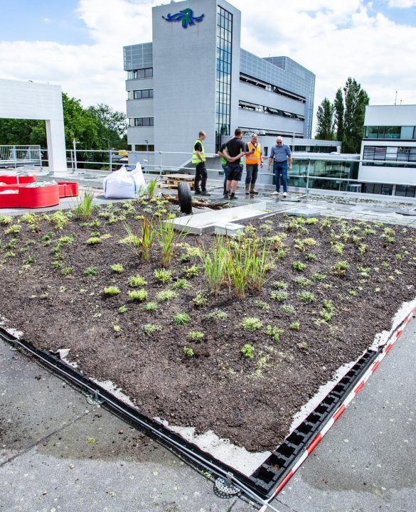 Experimentendak op het Kleinpolderplein Rotterdam