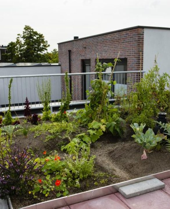 Moestuin-op-het-dak2