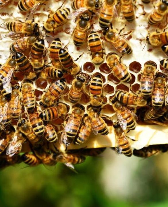 honey-bees-401238_1920