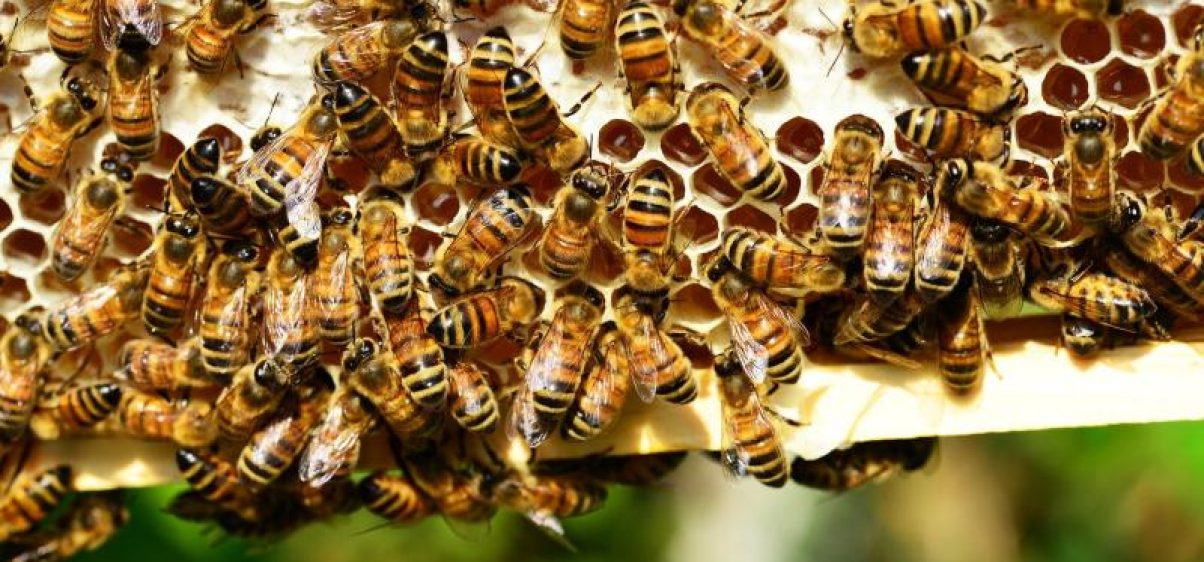 honey-bees-401238_1920